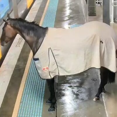 Cavalo é capturado após invadir estação de trem na Austrália
