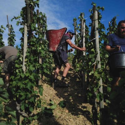 Colhedores de uva participam da colheita de vinhos no Domaine Guigal, perto de Vienne, região norte de Rhone, em Ampuis, leste da França