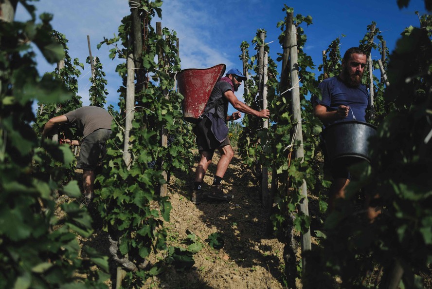 Colhedores de uva participam da colheita de vinhos no Domaine Guigal, perto de Vienne, região norte de Rhone, em Ampuis, leste da França