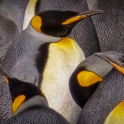 Pinguins nas ilhas Falklands