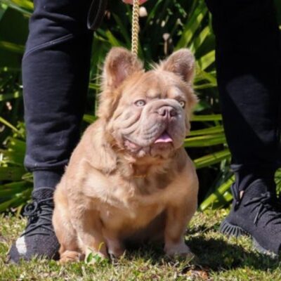 Cachorro 'mais valioso' do mundo custa R$ 600 mil