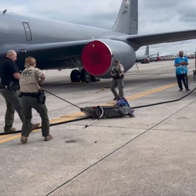 Jacaré de 3 metros é capturado após invadir pista de Força Aérea dos EUA