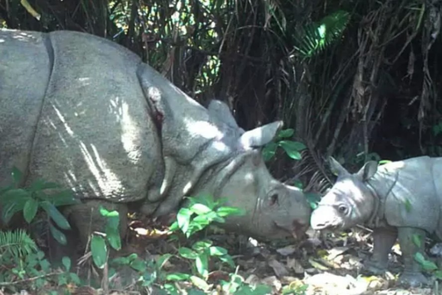 Espécimes do rinoceronte-de-java no Parque Nacional Ujung Kulon