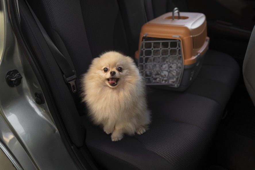 Caixa de transporte é imprescindível para os animais em viagens de carro ou avião