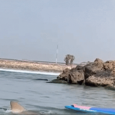 Tubarão derruba praticante de stand-up paddle