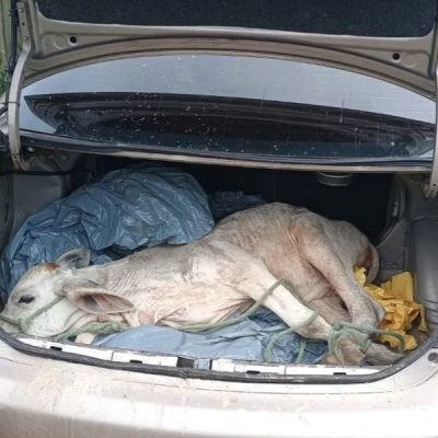 Bezerro encontrado dentro de porta-malas de carro atolado no interior do RN — Foto: PM/Divulgação