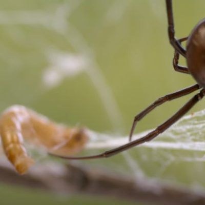 Mais de mil aranhas venenosas foram apreendidas na França