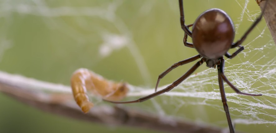 Mais de mil aranhas venenosas foram apreendidas na França
