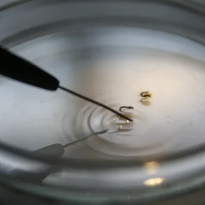 Brasília (DF), 29/02/2024 - Larvas são analisadas em laboratório da vigilância ambiental do DF para comprovação de que são do mosquito transmissor da dengue. Foto: Marcelo Camargo/Agência Brasil