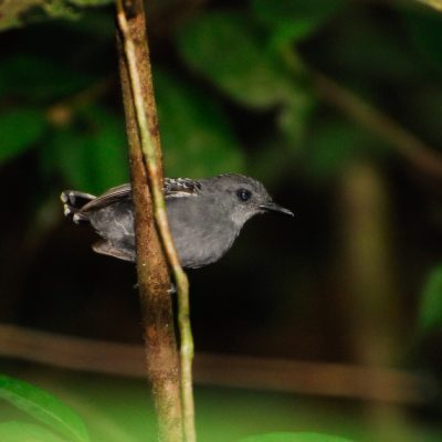 Estudo constatou o impacto das mudanças climáticas na diversidade genética de pássaros na Amazônia