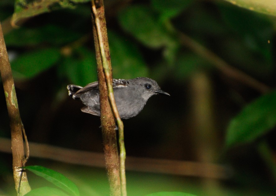 Estudo constatou o impacto das mudanças climáticas na diversidade genética de pássaros na Amazônia