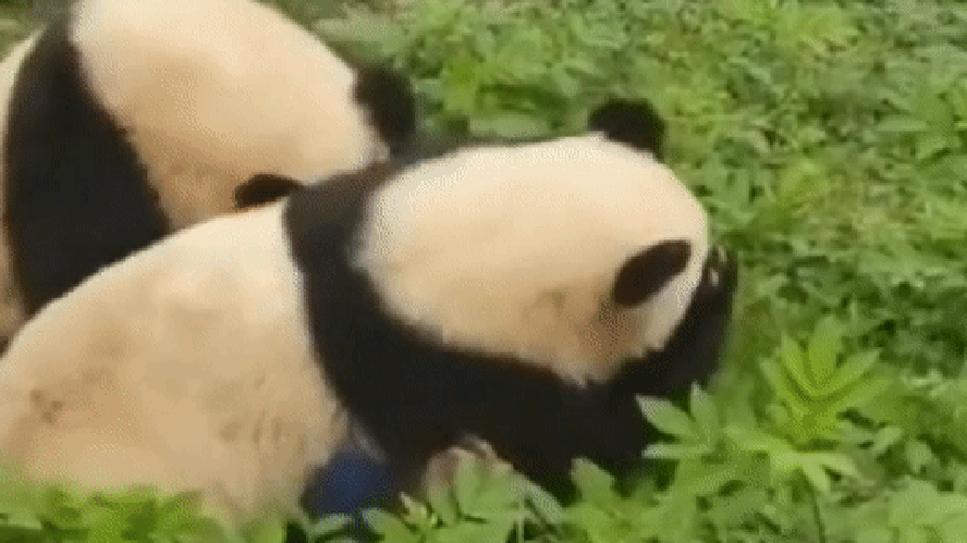 Pandas-gigantes atacam tratadora na frente de visitantes em zoológico na China