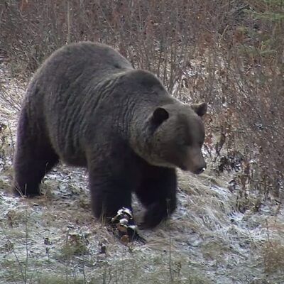 Urso pardo no Parque Nacional Banff, no Canadá