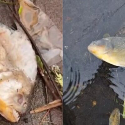 Piranhas são encontradas nas ruas de Porto Alegre, após enchentes no RS