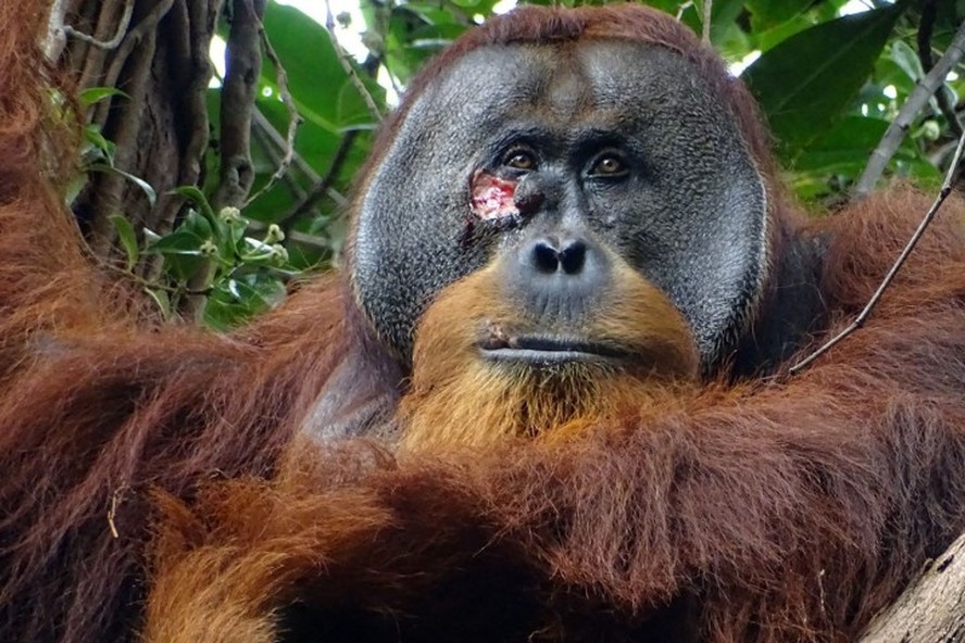 Rakus, um orangotango macho da Sumatra, tratou ferida no rosto com erva medicinal, no Parque Nacional Gunung Leuser, Indonésia