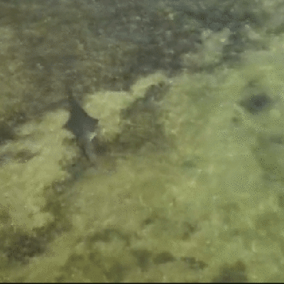 Cientistas investigam comportamento de peixes-serra que giram até a morte na costa dos EUA;