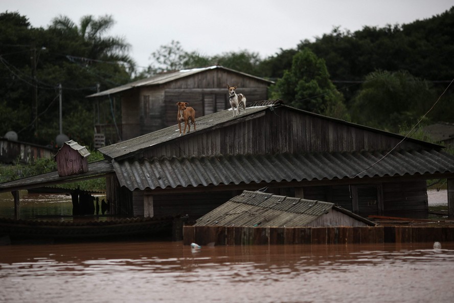 Cães presos no telhado de uma casa inundada esperam para ser resgatados em Eldorado do Sul, Rio Grande do Sul