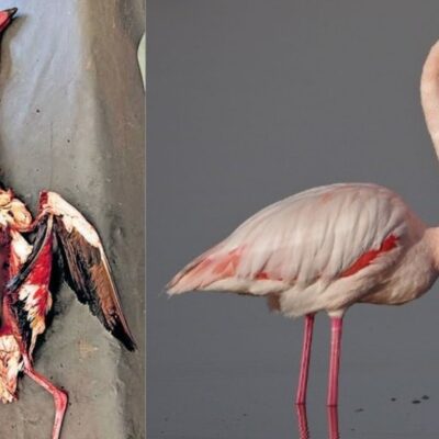 Cerca de 40 flamingos morrem após serem atingidos por avião na Índia
