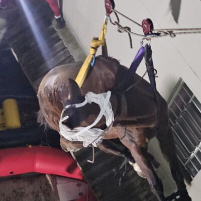 Resgate de égua durou 8 horas em São Leopoldo, no Rio Grande do Sul; animal estava em apartamento