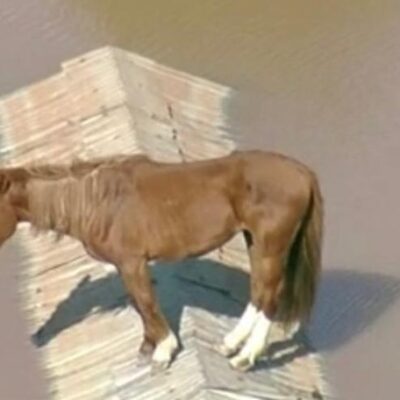 Cavalo ilhado em Canoas, Rio Grande do Sul