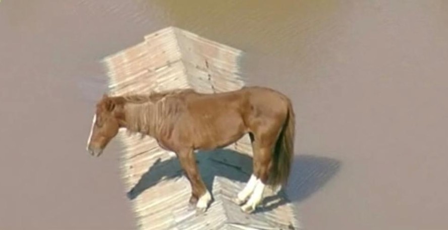 Cavalo ilhado em Canoas, Rio Grande do Sul