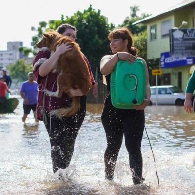 Subiu para 11.002 o número de animais resgatados nas enchentes que atingem 450 municípios do Rio Grande do Sul -  (crédito: Divulgação/Jurgen Mayrhofer/Governo do Rio Grande do Sul)