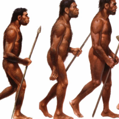 evolução do hominídeo