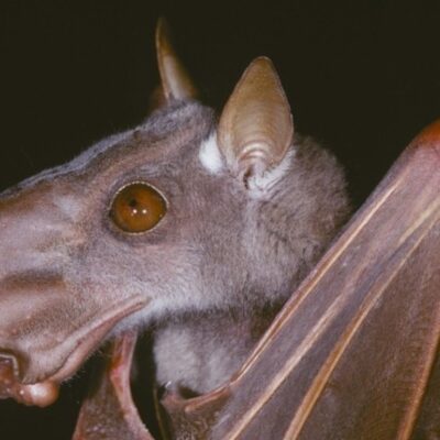 Morcego-cabeça-de-martelo: conheça o animal africano que parece uma gárgula e amplifica sons em acasalamento