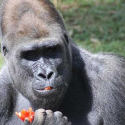 Gorilas serão transferidos do Zoo de BH -  (crédito: Suziane Brugnara/PBH)