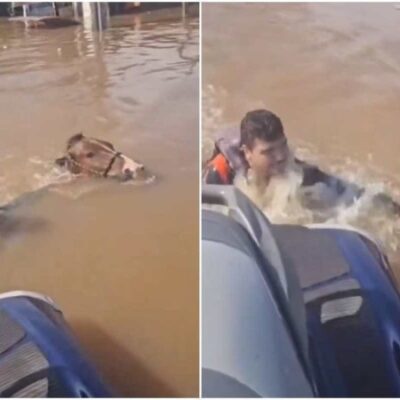 O vice-prefeito do município gaúcho Santo Antônio da Patrulha, Marcelo Santos da Silva, resgatou um cavalo que estava submerso -  (crédito: Reprodução/Redes sociais)