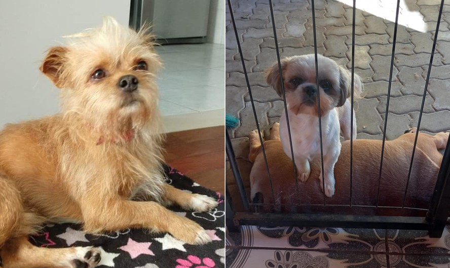 O cão amarelado foi resgatado em Eldorado do Sul (à esq.), enquanto a família dos cachorros Cookie e Tunico (à dir.) busca pelos animais no bairro  Mathias Velho