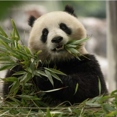 O panda gigante Qing Bao, nascido em 12 de setembro de 2021, chegará em 2024