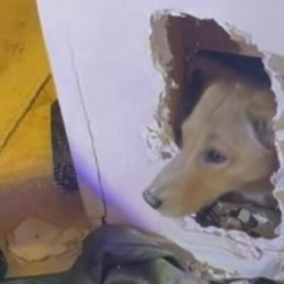 Corpo de Bombeiros resgatam cadela presa dentro de parede nos Estados Unidos