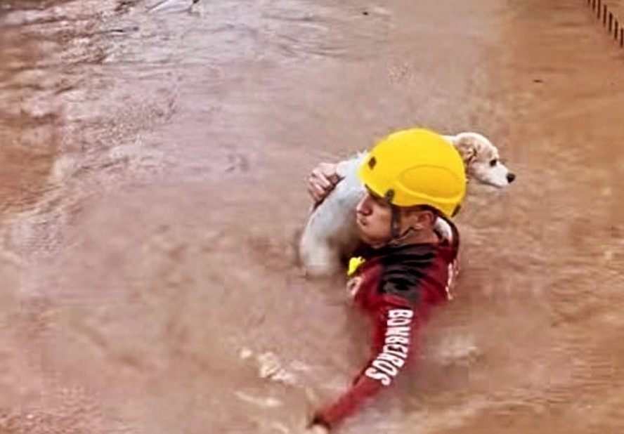 'Até a última vida': bombeiro salva cão durante temporal no RS