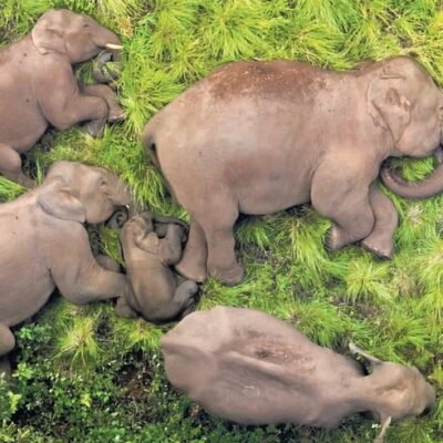 Manada de elefantes é gravada por drone enquanto dorme na Índia; veja vídeo