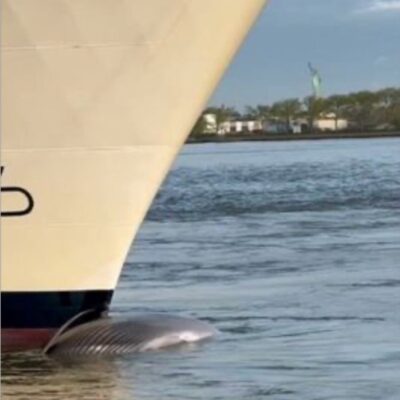 Um navio de cruzeiro chegou ao porto de Nova York carregando uma baleia morta espalhada na proa