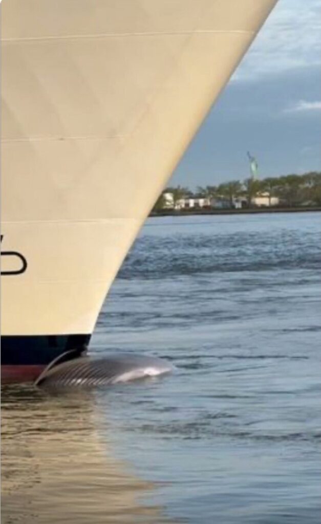Um navio de cruzeiro chegou ao porto de Nova York carregando uma baleia morta espalhada na proa
