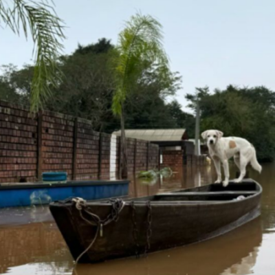 Além dos milhares de moradores gaúchos, as fortes chuvas no Rio Grande do Sul também impactam os animais -  (crédito: Reprodução / ONG)