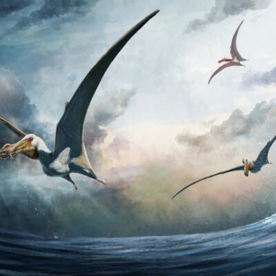 Ilustrações do Haliskia peterseni, nova espécie de pterossauro descoberta