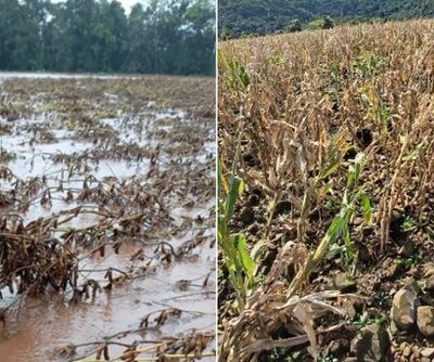 Plantação de soja inundada em Venâncio Aires e de milho perdida em Jari, no Rio Grande do Sul