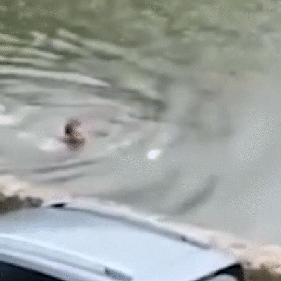 Crocodilo persegue e morde nadador em uma lagoa no México
