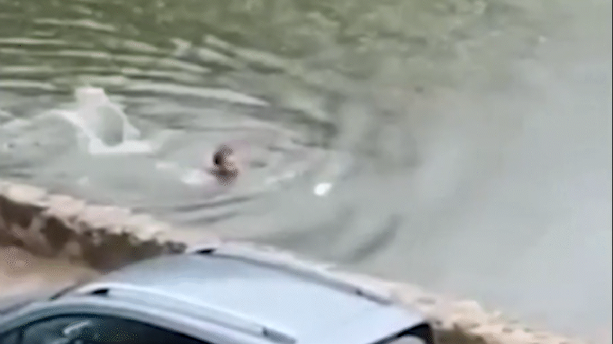 Crocodilo persegue e morde nadador em uma lagoa no México