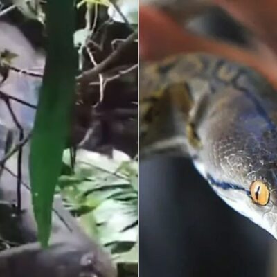 Mulher foi engolida por cobra na Indonésia