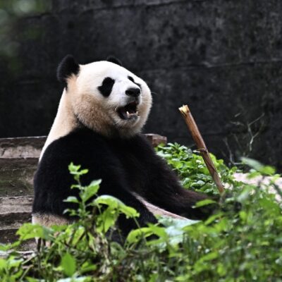 Panda Le Sheng