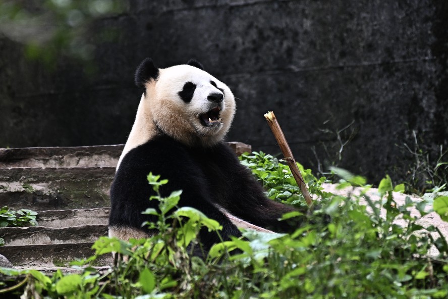 Panda Le Sheng