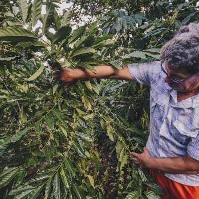 Café Apuí, primeiro café agroflorestal produzido de forma sustentável na Região Amazônica: projeto financiado pelo Fundo para Biodiversidade da Amazônia que terá recursos de fundo de George Soros