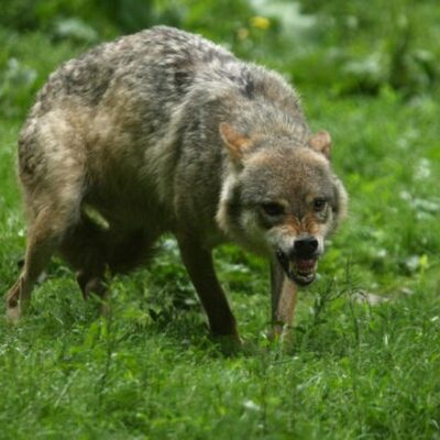 Mulher é atacada por lobos e fica gravemente ferida em zoológico na França