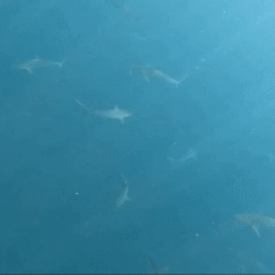 Mergulhadores encontram cardume gigante com 100 tubarões em São Paulo