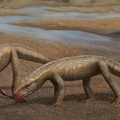 Ilustração científica mostra como era o Parvosuchus aurelioi, réptil que habitou o Brasil há 237 milhões de anos