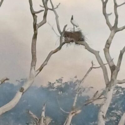 Ninho de tuiuiú é monitorado por socorristas em áreas de incêndios no Pantanal